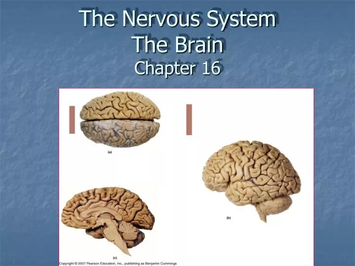 the nervous system the brain chapter 16