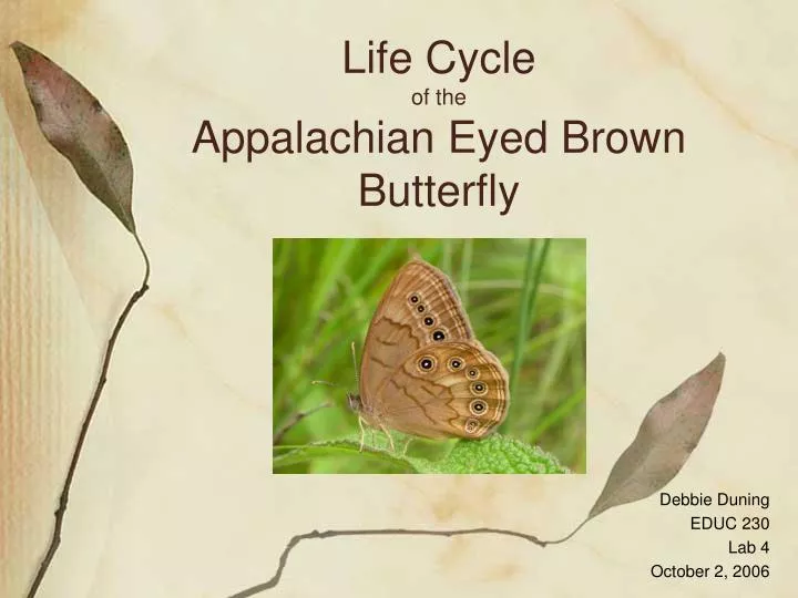 life cycle of the appalachian eyed brown butterfly