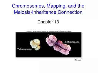 chromosomes mapping and the meiosis inheritance connection
