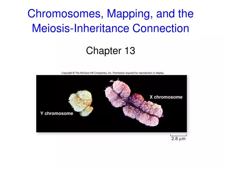 chromosomes mapping and the meiosis inheritance connection