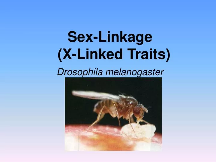 sex linkage x linked traits