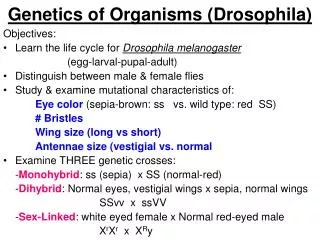 Genetics of Organisms (Drosophila)