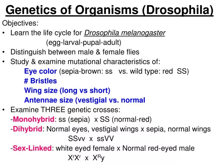 genetics of organisms drosophila