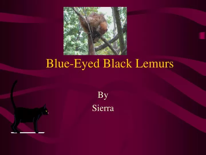 blue eyed black lemurs