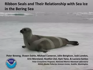 Ribbon Seals and Their Relationship with Sea Ice in the Bering Sea