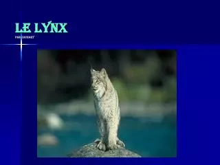 le lynx par zachary