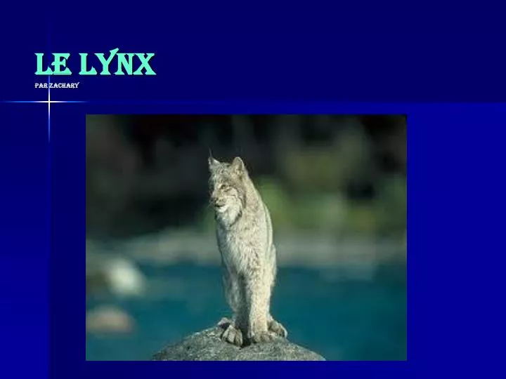le lynx par zachary