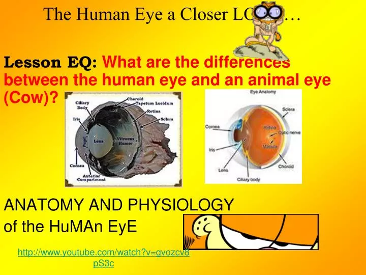the human eye a closer look