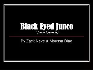 Black Eyed Junco ( junco hyemails)