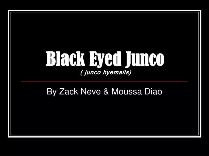 black eyed junco junco hyemails