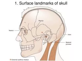 1. Surface landmarks of skull