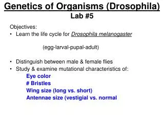 Genetics of Organisms (Drosophila) Lab #5