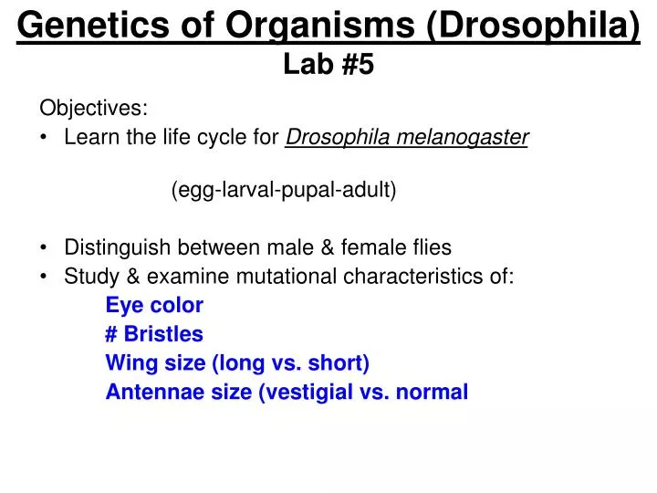 genetics of organisms drosophila lab 5