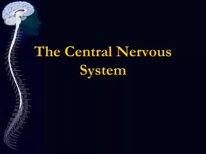 the central nervous system