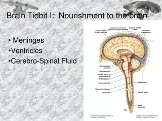 Brain Tidbit I: Nourishment to the brain