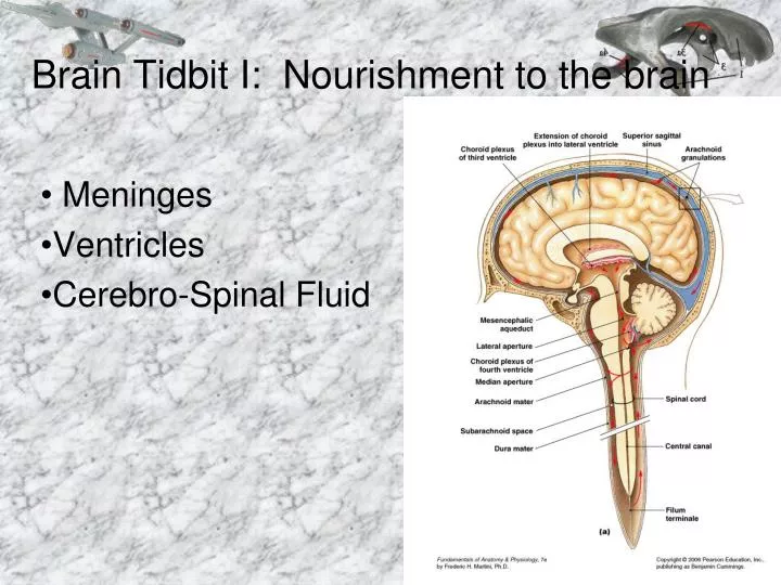 brain tidbit i nourishment to the brain