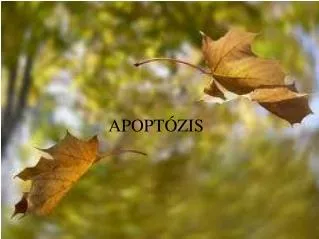 apopt zis