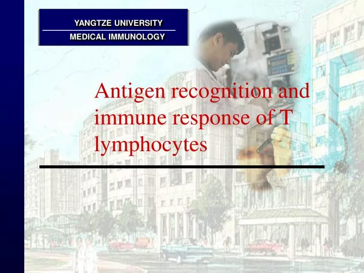 antigen recognition and immune response of t lymphocytes