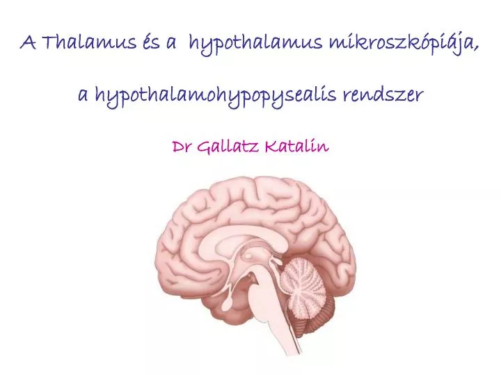 a thalamus s a hypothalamus mikroszk pi ja a hypothalamohypopysealis rendszer dr gallatz katalin