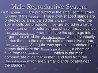 Male Reproductive System