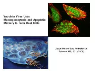 Jason Mercer and Ari Helenius Science 320 , 531 (2008)