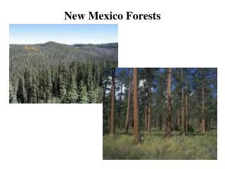 New Mexico Forests