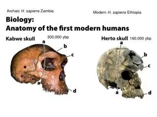 Archaic H. sapiens Zambia