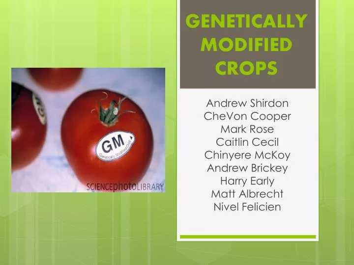 genetically modified crops