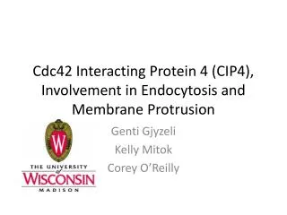 Cdc42 Interacting Protein 4 (CIP4), Involvement in Endocytosis and Membrane Protrusion