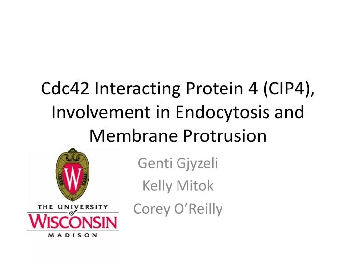 cdc42 interacting protein 4 cip4 involvement in endocytosis and membrane protrusion