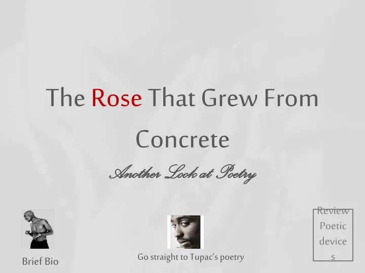 the rose that grew from concrete