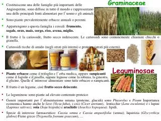 graminaceae