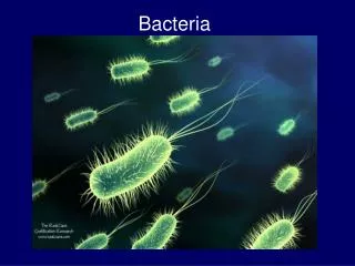 Bacteria