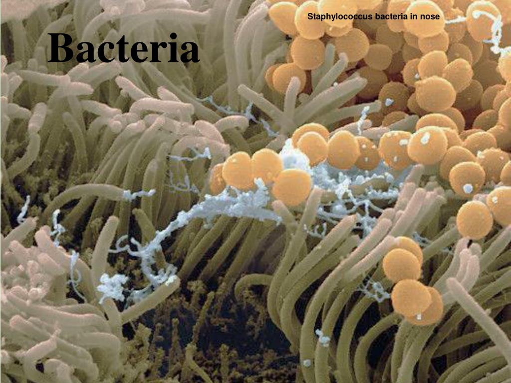 PPT - Bacteria PowerPoint Presentation, free download - ID:3644891