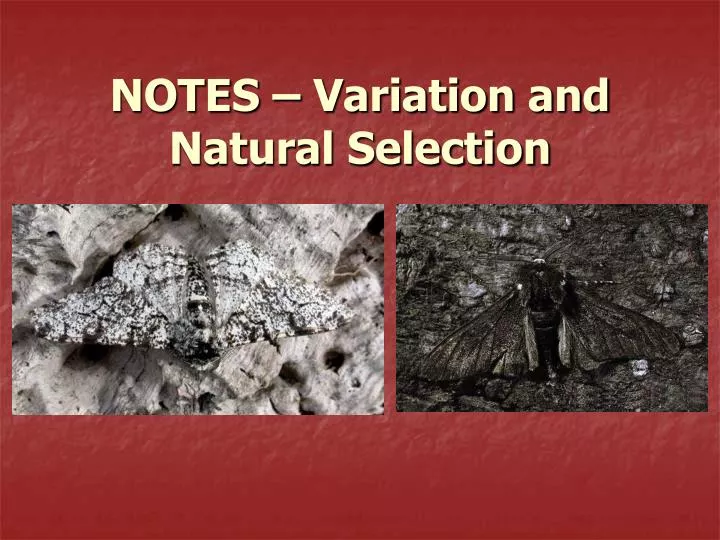 notes variation and natural selection