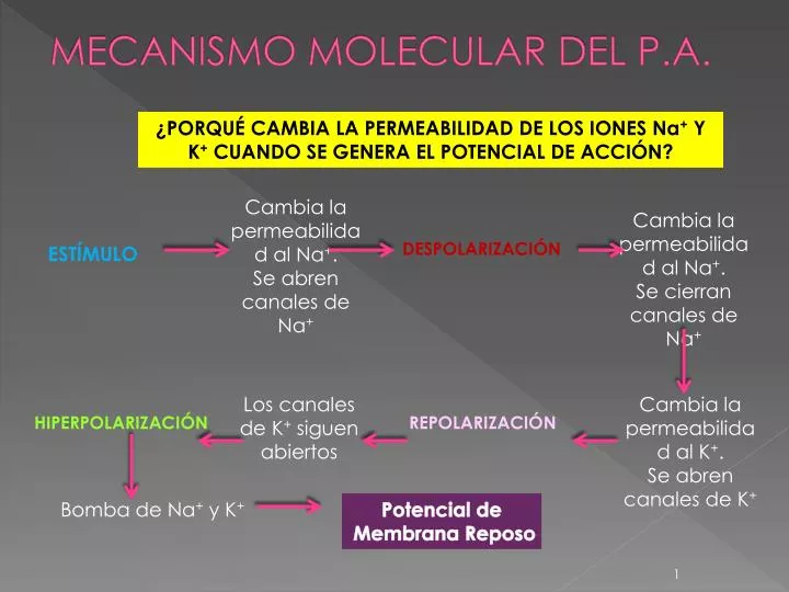 mecanismo molecular del p a