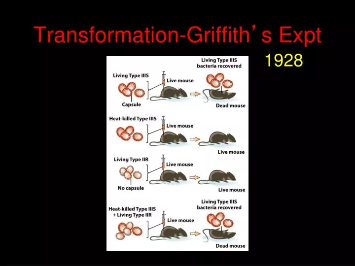 transformation griffith s expt