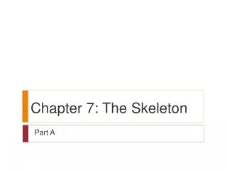 Chapter 7: The Skeleton