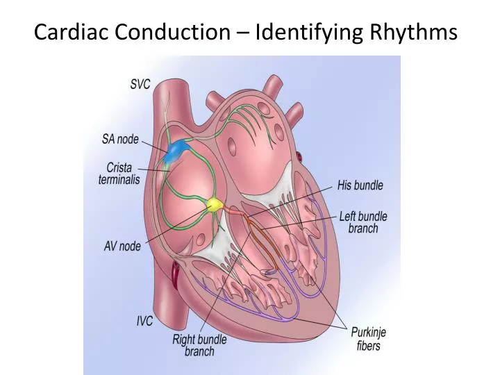 cardiac conduction identifying rhythms