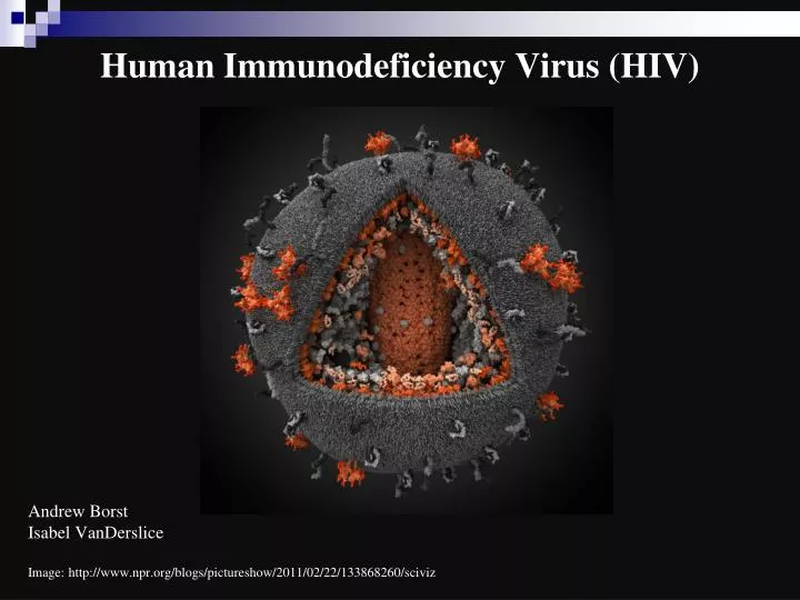 human immunodeficiency virus hiv