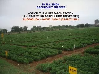 Dr. R.V. SINGH GROUNDNUT BREEDER