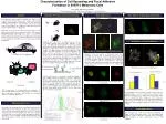 Quantitation of Focal Adhesions - slide 1