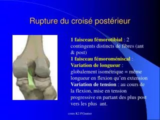 rupture du crois post rieur