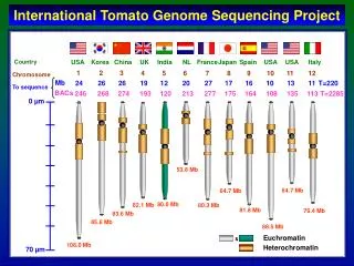 International Tomato Genome Sequencing Project