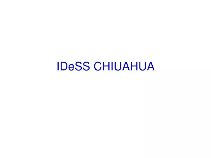 idess chiuahua
