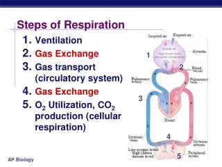 Steps of Respiration