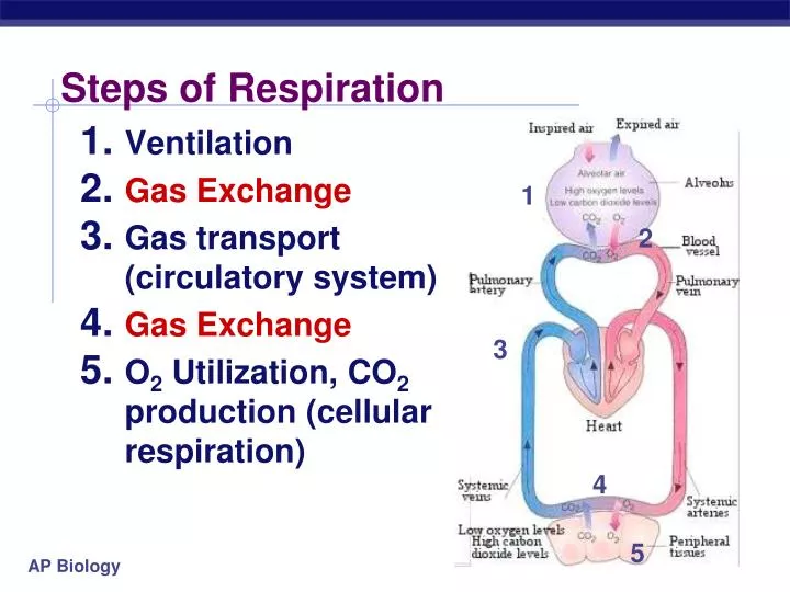 steps of respiration