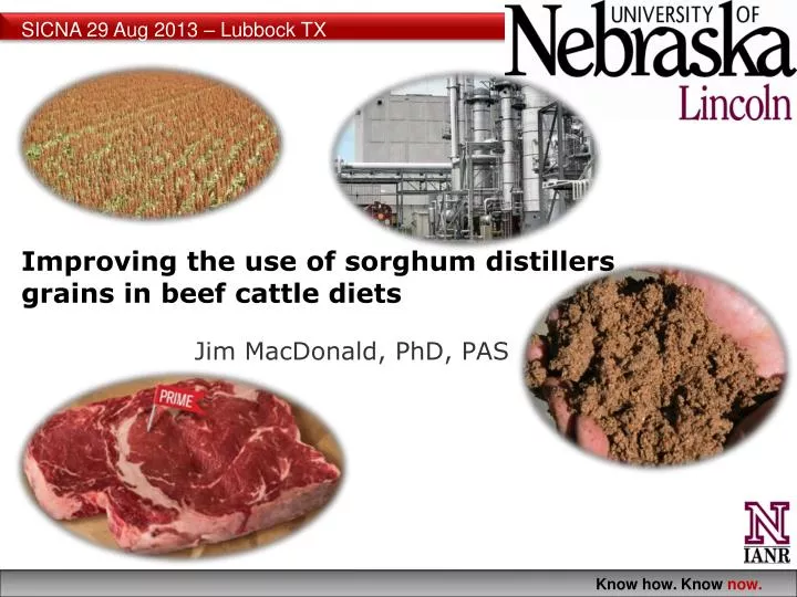 improving the use of sorghum distillers grains in beef cattle diets