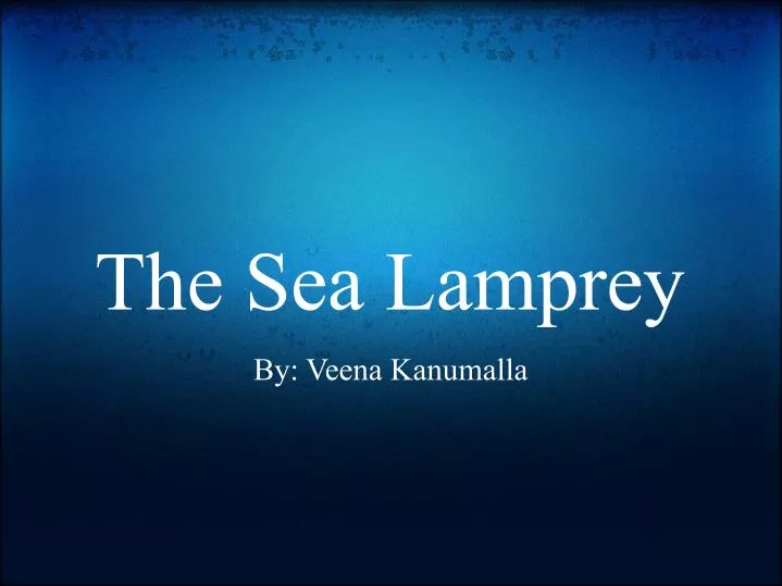 the sea lamprey
