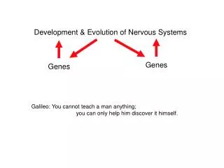 Development &amp; Evolution of Nervous Systems